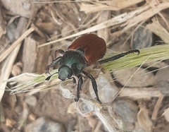 Phyllopertha