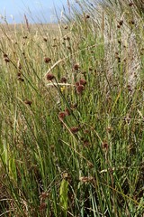 Juncus bolanderi