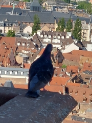 Columba livia domestica