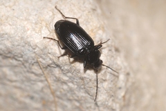 Agonum permoestum
