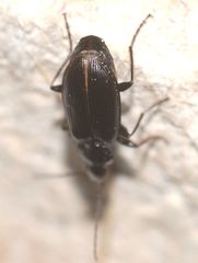 Agonum permoestum