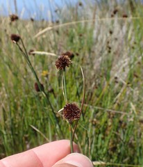 Juncus bolanderi