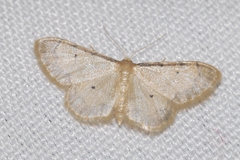 Idaea politaria