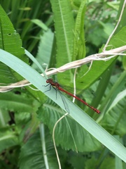 Pyrrhosoma