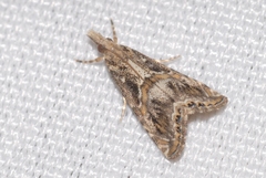 Euchromius cambridgei