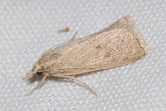 Chilo pulverosellus