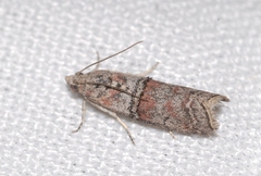 Merulempista turturella