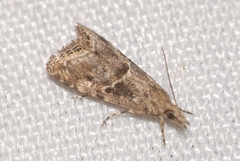 Euchromius cambridgei