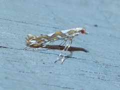 Acrocercops albinatella