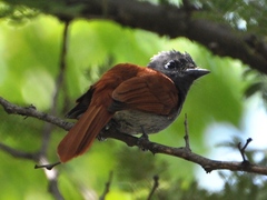 Terpsiphone viridis plumbeiceps