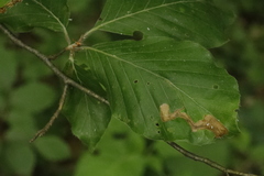 Orchestes fagi