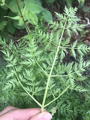 Cnidium cnidiifolium