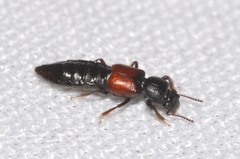 Bledius furcatus
