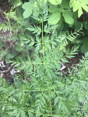 Cnidium cnidiifolium