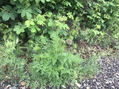 Cnidium cnidiifolium
