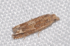 Eucosma fervidana