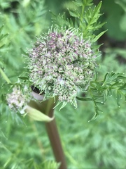 Cnidium cnidiifolium