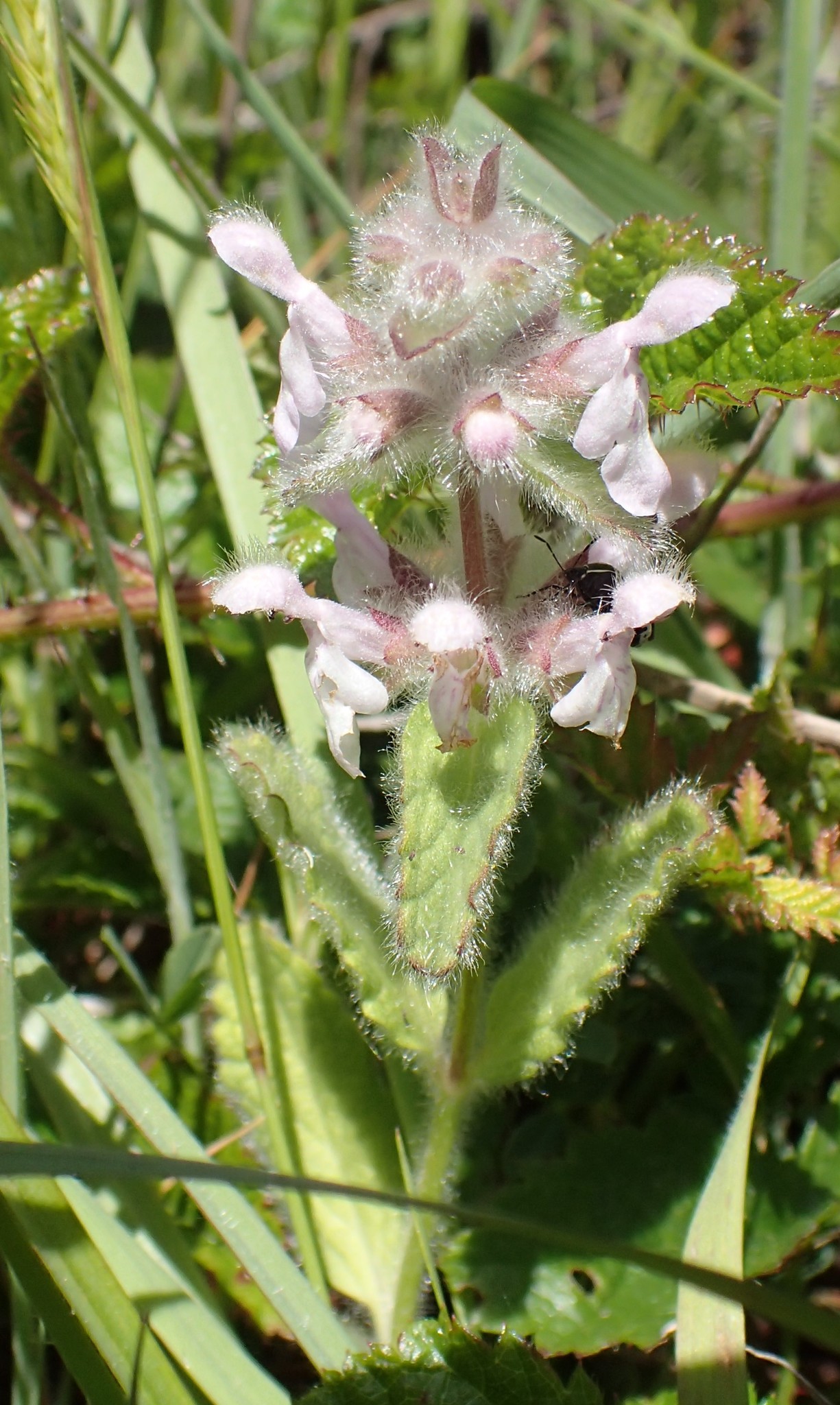 Stachys ajugoides