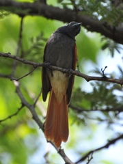 Terpsiphone viridis plumbeiceps