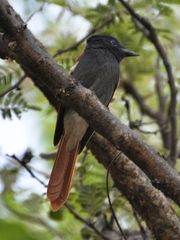 Terpsiphone viridis plumbeiceps