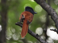 Terpsiphone viridis plumbeiceps