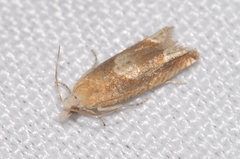 Eucosma conterminana