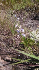 Penstemon gracilis