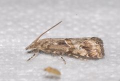 Euchromius cambridgei