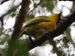 Telophorus sulfureopectus similis