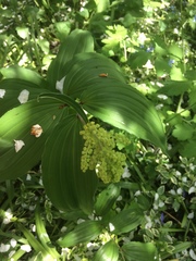 Maianthemum racemosum