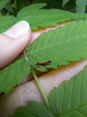 Roeslerstammiidae