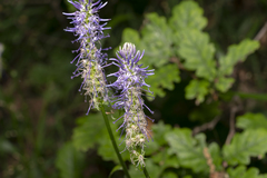 Phyteuma betonicifolium