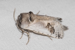 Parahypopta caestrum
