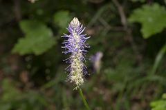 Phyteuma betonicifolium