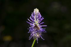 Phyteuma betonicifolium