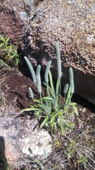 Plantago patagonica