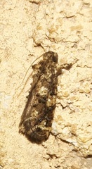 Acrolophus cressoni
