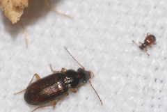 Pogonus