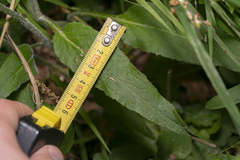 Phyteuma betonicifolium