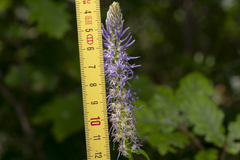 Phyteuma betonicifolium