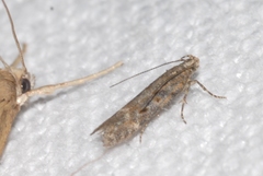 Scrobipalpa instabilella