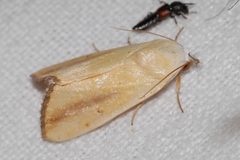 Pardoxia graellsii