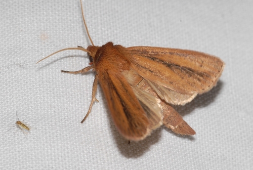 Webb's Wainscot, photo 6 of 9