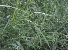 Torreyochloa pallida