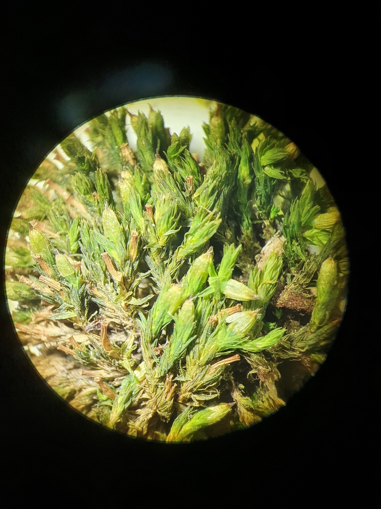Lewinskya affinis