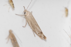 Scythris inertella