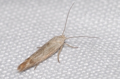 Scythris inertella