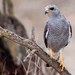 Gray Hawk - Photo (c) BJ Stacey, some rights reserved (CC BY-NC)