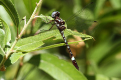 Macrothemis pseudimitans