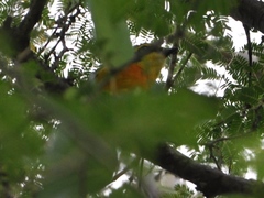 Telophorus sulfureopectus similis